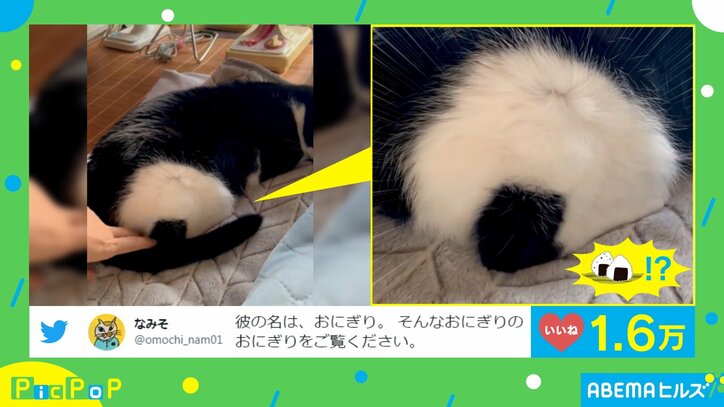 まさに“名は体を表す”!! 猫の「おにぎり」という名を体現した姿に「思った以上」「ちゃんと海苔がある」納得する人続出