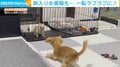 新入りに激しく吠えて威嚇する先住犬 心配するも…3カ月後の2匹の関係にほっこり
