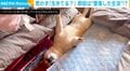 思わず「生きてる？」布団に挟まり、目を開けたまま前足“ピーン”の柴犬に爆笑の声「微動だにしないw」「めっちゃかわいい〜」