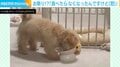 「食べたらなくなったんだけど（怒）」白い器をカキカキし続ける犬に「可愛すぎて涙出てきた」「どんなに掘ってもご飯見つからないよw」