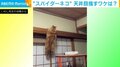 天井を目指して“懸垂状態”になる猫 滅多に見せない運動神経バツグンな姿に飼い主驚愕
