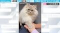 「エイエイオー!」飼い主と手を合わせ、円陣の掛け声を上げる猫に「賢いし可愛いしすごい!」など賞賛の嵐