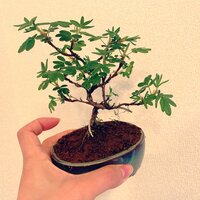 遼河はるひ『盆栽』