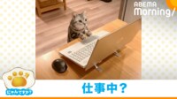 【映像】リモートワークするネコ