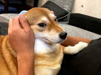 尾形あい『ワクチン二回目接種完了』