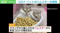 ハムスターがコロナ感染