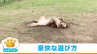【映像】水遊びで“別の犬”に変身したゴールデンレトリバー