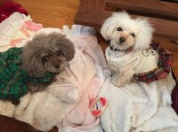 堀ちえみ『私がいなければ』