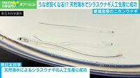 うなぎが安く?シラスウナギ人工生産