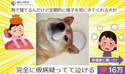 じろり…寝込む飼い主を“監視する”柴犬の姿が話題に「確かに心配してる顔じゃないw」