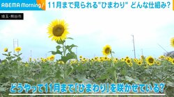 秋に咲くひまわり!? 11月まで見られる仕組みの鍵は“循環型農業” 