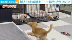 新入りに激しく吠えて威嚇する先住犬 心配するも…3カ月後の2匹の関係にほっこり