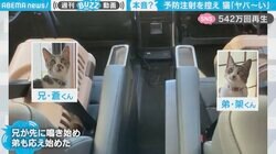 注射に向かう猫兄弟が「ヤバ〜い」「え〜ん」と大合唱 まるで人語のような鳴き声が500万回再生