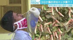 インドを襲う“コロナ禍×バッタ禍”のダブルパンチ 「最悪のタイミングだ」