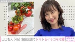 山口もえ、お弁当のおかずにも活用する家庭菜園でトマト＆イチゴを収穫「初夏は色々育てたくなるね」