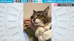 「シャーー！」甘えたい気持ちが極限に達した猫、ご主人に腕を外され“激おこ”