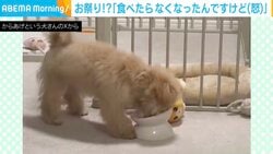 「食べたらなくなったんだけど（怒）」白い器をカキカキし続ける犬に「可愛すぎて涙出てきた」「どんなに掘ってもご飯見つからないよw」