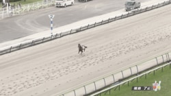 何が起こった？ 小柄牝馬が“3分間”トコトコ脱走…異常なし出走にファン安堵「無事確保」「自由だなぁ」