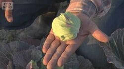 記録的少雨で野菜の生育不良　「今後2.5倍」値上げ可能性　キャベツはげんこつサイズ