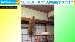 天井を目指して“懸垂状態”になる猫 滅多に見せない運動神経バツグンな姿に飼い主驚愕