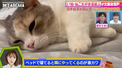 高橋みなみ、自宅ベットで愛猫といちゃつく様子を公開「ボーナスタイムです」