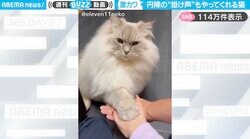 「エイエイオー！」飼い主と手を合わせ、円陣の掛け声を上げる猫に「賢いし可愛いしすごい！」など賞賛の嵐