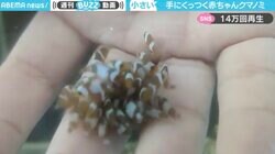 「守ってあげたくなる」赤ちゃんクマノミ団子状態 手にくっついて離れない