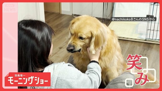 ニヒルな笑み　なでなですると口角上がるワンちゃん　右なら右　左なら左　両方なら？ 1枚目