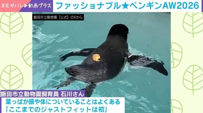 フンボルトペンギン・葉くん