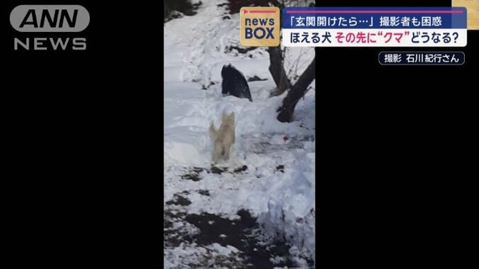 飼い犬が駆け寄り、一目散に逃げるクマ