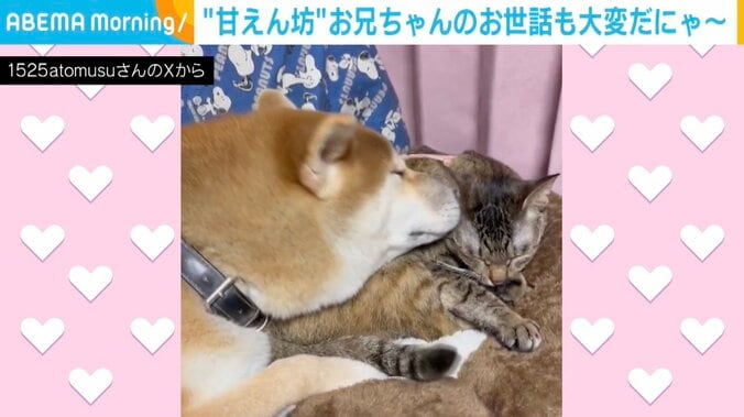 柴犬の「春陽くん」、猫の「つくし」ちゃん