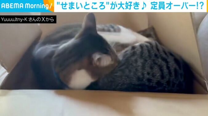 猫のポポちゃんとパンちゃん