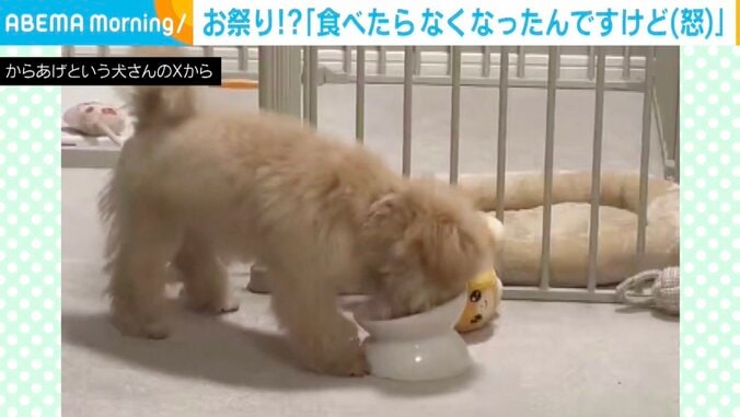 マルプーのからあげちゃん