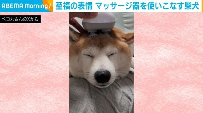柴犬の茶々丸くん
