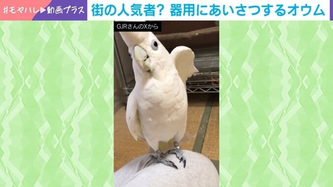 オウムの市松くん