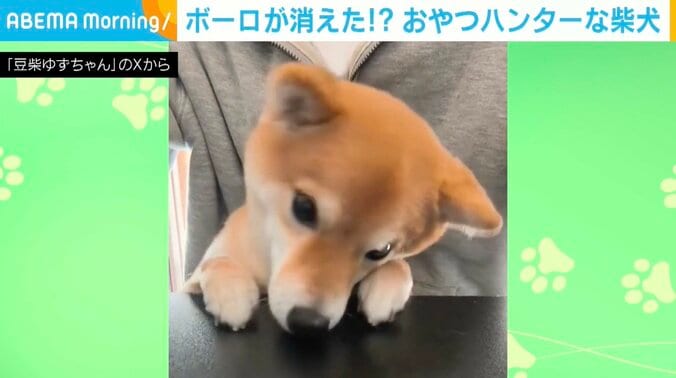 柴犬のゆずちゃん