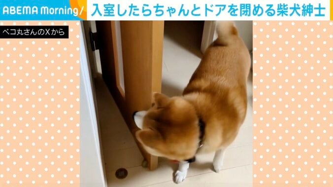 柴犬の茶々丸くん