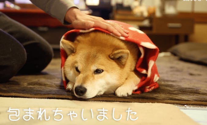 柴犬まる「まるくなってみたワン」可愛すぎて海外ファンからラブコールが止まらない 4枚目