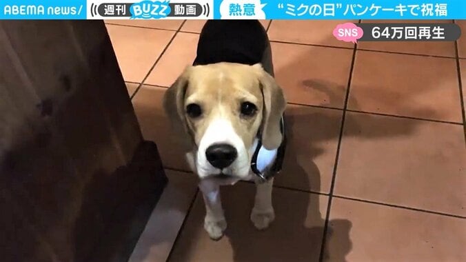 犬の顔をパンケーキで再現したら衝撃の完成度 シェフの高度すぎる趣味に反響 1枚目