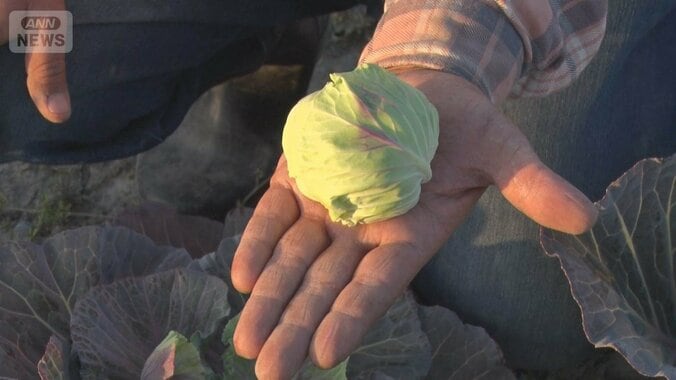 記録的少雨で野菜の生育不良　「今後2.5倍」値上げ可能性　キャベツはげんこつサイズ 1枚目