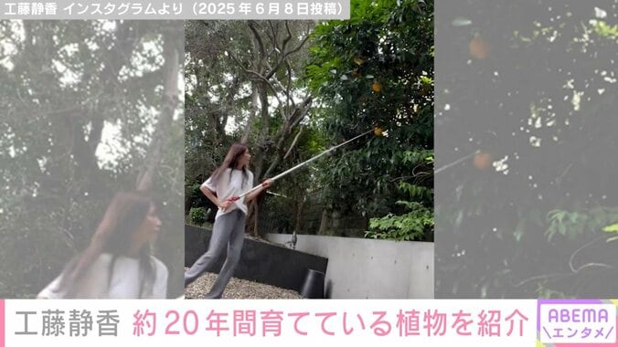 工藤静香（55）、“豪邸”と話題の自宅で約20年間育てている植物を紹介「おうちの中見れてうれしい」「緑がいっぱいのステキなお部屋」と反響 2枚目