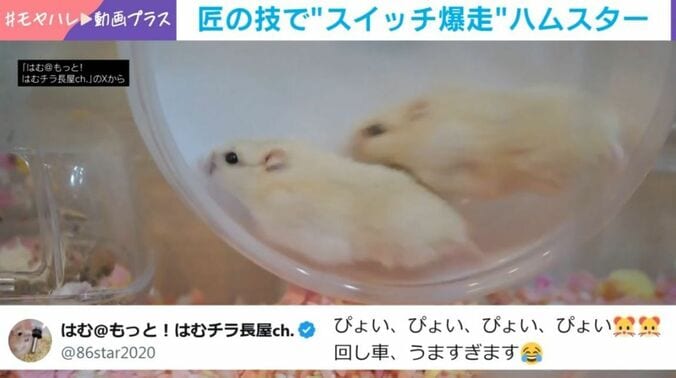 ハムスター