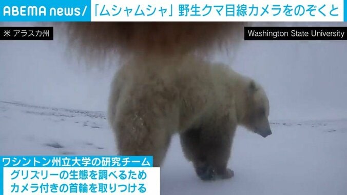 クマ目線のクマ