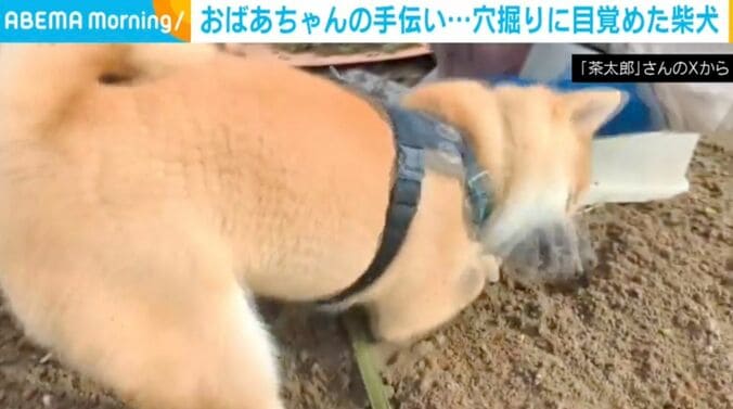 柴犬の茶太郎くん