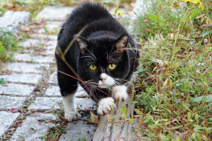 『もんたのいた日常』もんたの飼い主・著