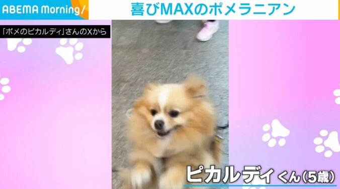 ポメラニアンのピカルディくん