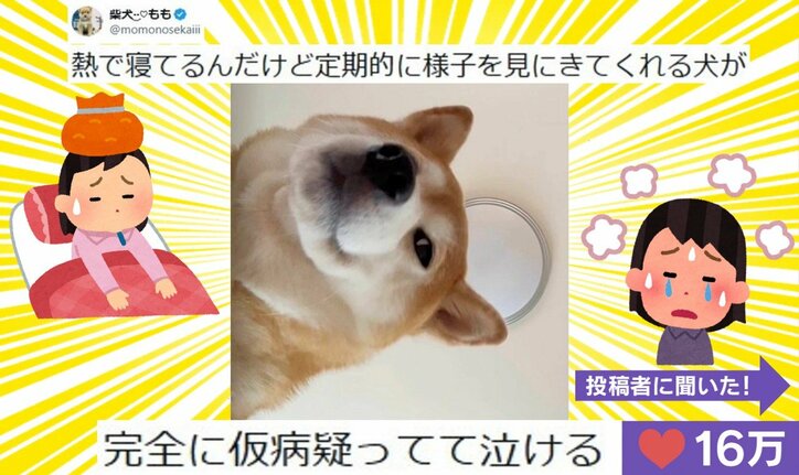 監視する柴犬の姿