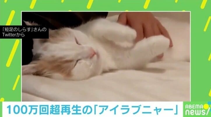 猫好き必見!! 猫の“むぎゅー”な仕草に悶絶する人続出 「あまりの可愛さに意識飛びそう」