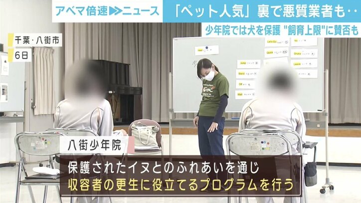 イヌやネコをめぐり何が起きている？販売業者への“数値規制”で行き場を失う懸念も