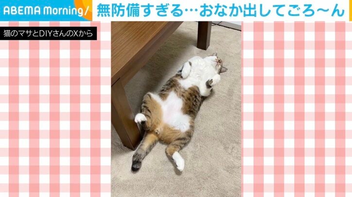 ネコのマサくん